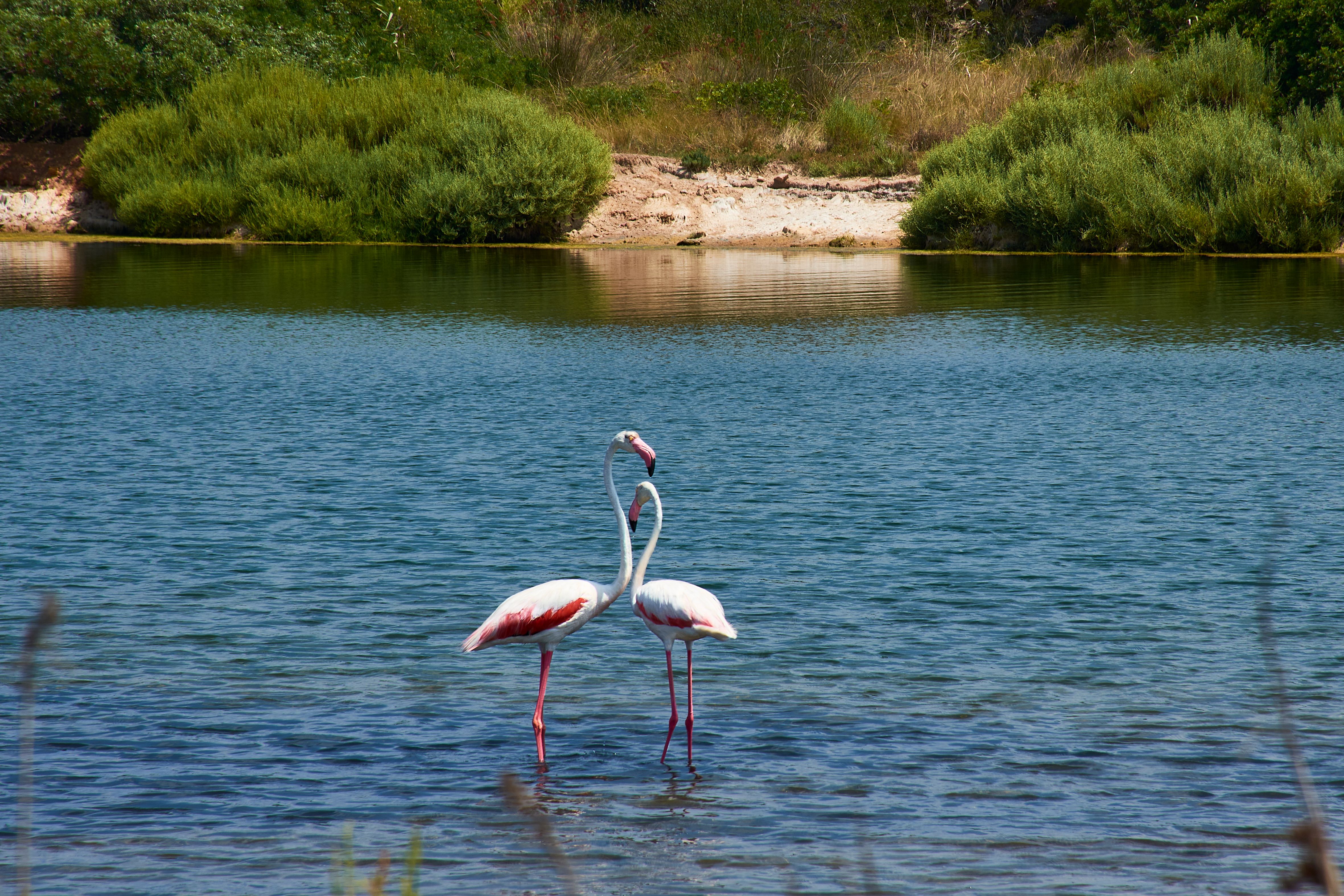 1781114232222-Flamingos.jpg